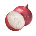 New Crop Fresh Shallot for Exporting